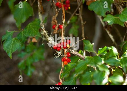 baies rouges sauvages dans la forêt avec des feuilles vertes dans la nourriture d'oiseaux de forêt horizontale Banque D'Images