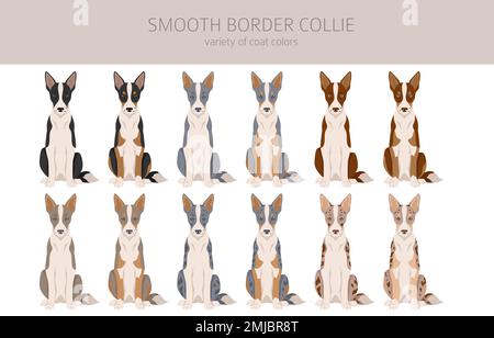 Contour lisse collie clipart. Différentes poses, ensemble de couleurs de pelage. Illustration vectorielle Illustration de Vecteur