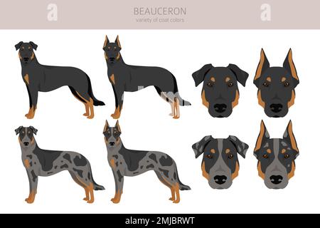 Chien Beauceron, clique de berger français. Ensemble de couleurs de manteau. Position différente. Infographie sur les caractéristiques de toutes les races de chiens. Illustration vectorielle Illustration de Vecteur