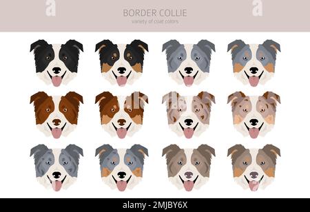 Bordure collie chien clipart. Ensemble de couleurs de manteau. Infographie sur les caractéristiques de toutes les races de chiens. Illustration vectorielle Illustration de Vecteur