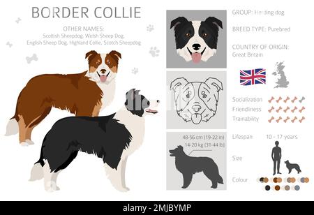 Bordure collie chien clipart. Ensemble de couleurs de manteau. Infographie sur les caractéristiques de toutes les races de chiens. Illustration vectorielle Illustration de Vecteur