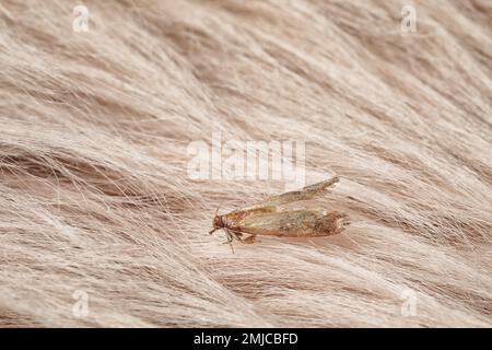 Moth (Tineola bisselliella) sur fourrure beige, gros plan Banque D'Images