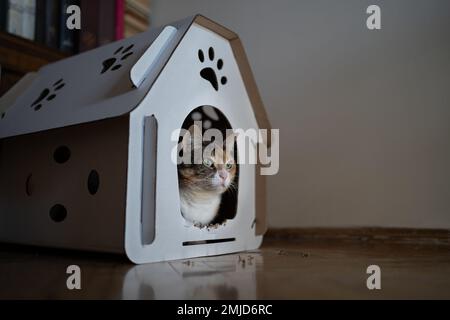 Chat assis dans une boîte en carton. Zéro déchet pour les animaux. Concept de maison d'animaux écologique. Banque D'Images