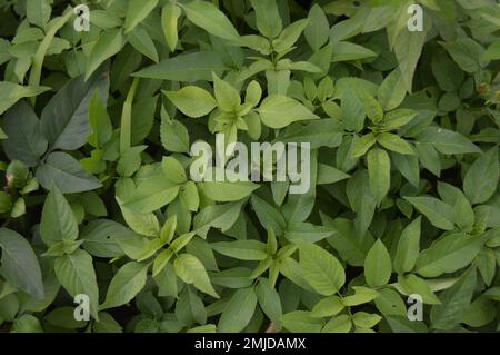 Le feuillage vert de la plante de Biden pilosa. Arrière-plan vert. Plantes. Banque D'Images