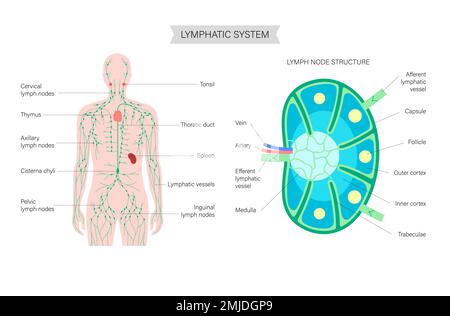 Système lymphatique, illustration Banque D'Images