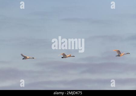 Cygnes trompettiste et toundra migrateurs vus au printemps lors de leur vol vers le nord de l'arctique, la mer de Béring, en Alaska. Prise au territoire du Yukon, CAN Banque D'Images