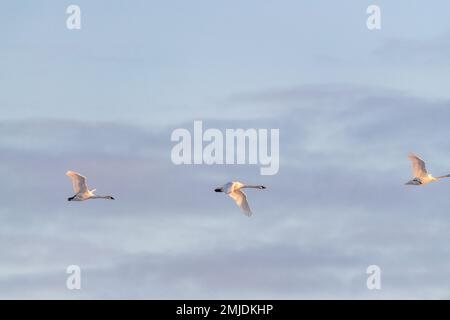 Cygnes trompettiste et toundra migrateurs vus au printemps lors de leur vol vers le nord de l'arctique, la mer de Béring, en Alaska. Prise au territoire du Yukon, CAN Banque D'Images