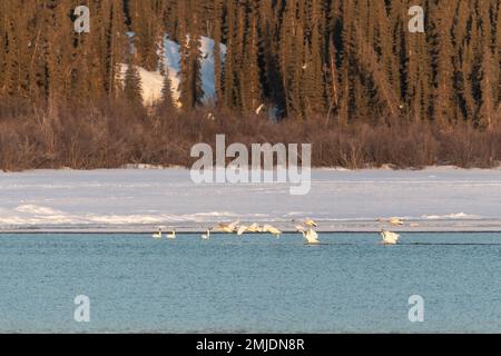 Cygnes trompettiste et toundra migrateurs vus au printemps lors de leur vol vers le nord de l'arctique, la mer de Béring, en Alaska. Prise au territoire du Yukon, CAN Banque D'Images