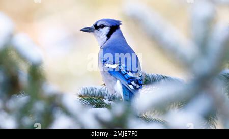 Blue Jay Song oiseau sur arbre à feuilles persistantes dans la neige d'hiver. Cette photo a été prise dans l'est du Tennessee en Amérique du Nord et est un bel oiseau d'arrière-cour. Banque D'Images
