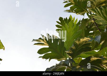 Photo de feuilles sur un arbre à pain. Photographié par le dessous avec un fond ciel clair. Banque D'Images