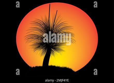 Silhouette de Grass Tree ou de Black boy Tree au coucher du soleil. Illustration vectorielle. Illustration de Vecteur