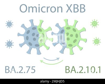 La variante OMICRON XBB est un hybride des deux sous-variantes d'Omicron : BA.2,75 et BA.2.10.1. Schéma. Deux virus échangent leur ADN. L'excha Illustration de Vecteur