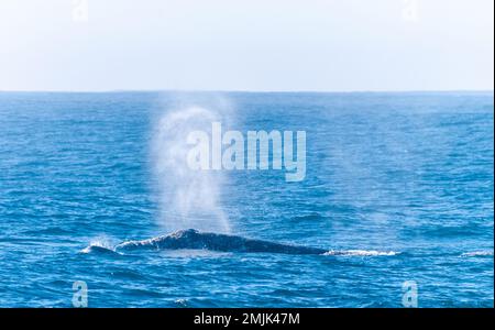 Détail d'une baleine grise en surfaçage soufflant un panache de vapeur d'eau dans l'air. Banque D'Images