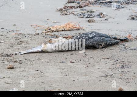 Cormorant noir mort, Phalacrocorax carbo, avec un poisson dans la gorge, Delta de l'Ebre, Catalogne, Espagne Banque D'Images