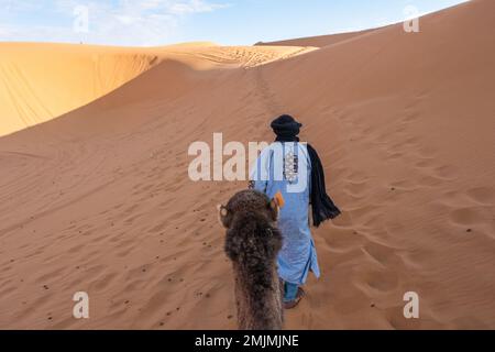 Chauffeur de chameau dans les dunes désertiques du Maroc. Banque D'Images