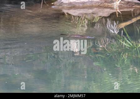 Créature normalement extrêmement timide et insaisissable, ce Platypus à bec de canard semblait tolérer ma présence essayer du photographier nager le long d'une crique Banque D'Images