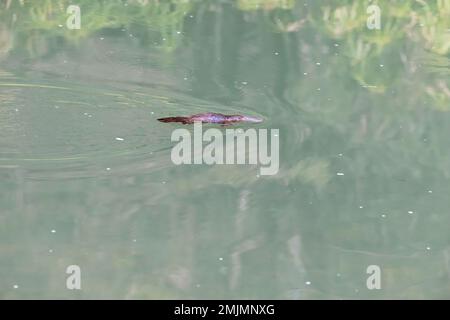 Créature normalement extrêmement timide et insaisissable, ce Platypus à bec de canard semblait tolérer ma présence essayer du photographier nager le long d'une crique Banque D'Images