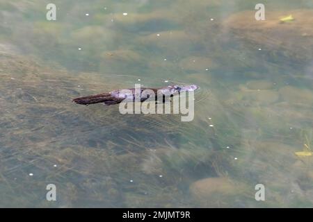 Créature normalement extrêmement timide et insaisissable, ce Platypus à bec de canard semblait tolérer ma présence essayer du photographier nager le long d'une crique Banque D'Images