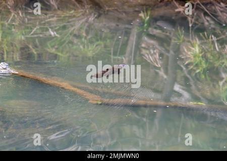 Créature normalement extrêmement timide et insaisissable, ce Platypus à bec de canard semblait tolérer ma présence essayer du photographier nager le long d'une crique Banque D'Images