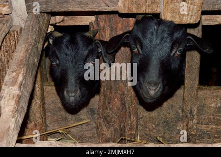 Chèvres peeking dehors de la clôture en bois sur la ferme Banque D'Images