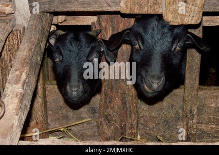 Chèvres peeking dehors de la clôture en bois sur la ferme Banque D'Images