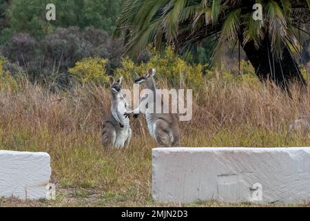 Deux kangourous de queue de whip, également connus sous le nom de kangourous de jolie face debout sur l'herbe près du parc national de Carnarvon dans le Queensland, en Australie, Banque D'Images