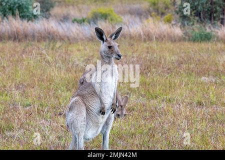 Kangourou gris de l'est féminin debout dans le parc national de Carnarvon, dans le Queensland, en Australie Banque D'Images