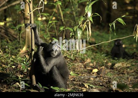 Portrait environnemental d'un macaque Sulawesi à crête noire (Macaca nigra) dans la réserve naturelle de Tangkoko, au nord de Sulawesi, en Indonésie. Les effets du changement climatique sur les espèces endémiques peuvent être observés sur les changements de comportement et de disponibilité alimentaire, qui influent sur leur taux de survie. « Comme les humains, les primates surchauffent et se déshydratent par une activité physique continue par temps extrêmement chaud », selon un scientifique, Brogan M. Stewart, dans son rapport publié en 2021 sur la conversation. « Dans un avenir plus chaud, ils devraient s'ajuster, se reposer et rester à l'ombre pendant les périodes les plus chaudes de la journée... Banque D'Images