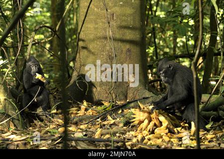 Les juvéniles de macaques à cragoût noir (Macaca nigra) de Sulawesi se nourrissent de fruits de liana alors qu'ils sont assis sur le sol de la forêt dans la réserve naturelle de Tangkoko, au nord de Sulawesi, en Indonésie. Le primate endémique de Sulawesi mange plus de fruits dans la saison des pluies que dans la saison sèche, Mais « les changements liés aux saisons affecteront indirectement la possibilité que Macaca nigra soit infecté par des endoparasites », a écrit une équipe de scientifiques dirigée par Sitti Aisyah May Wulandari dans leur premier article publié l'an dernier (2022) dans le Journal of Tropical Biodiversity and Biotechnology. 'Le changement climatique dans chaque saison influence .. Banque D'Images