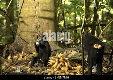 Les juvéniles de macaques à cragoût noir (Macaca nigra) de Sulawesi se nourrissent de fruits de liana alors qu'ils sont assis sur le sol de la forêt dans la réserve naturelle de Tangkoko, au nord de Sulawesi, en Indonésie. Le primate endémique de Sulawesi mange plus de fruits dans la saison des pluies que dans la saison sèche, Mais « les changements liés aux saisons affecteront indirectement la possibilité que Macaca nigra soit infecté par des endoparasites », a écrit une équipe de scientifiques dirigée par Sitti Aisyah May Wulandari dans leur premier article publié l'an dernier (2022) dans le Journal of Tropical Biodiversity and Biotechnology. 'Le changement climatique dans chaque saison influence .. Banque D'Images