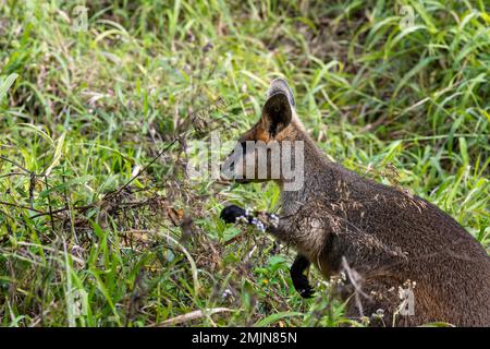 Le wallaby marécageux (Wallabia bicolor) est un petit marsupial de macropod de l'est de l'Australie qui se nourrit le long d'une piste de marche dans la gorge de Carnarvon. Banque D'Images