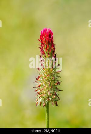 Floraison du trèfle cramoisi. Fermeture de l'usine. Trifolium incarnatum. Banque D'Images