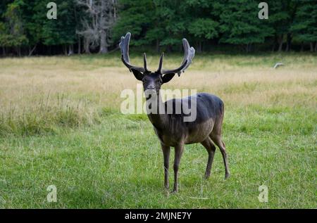 Cerf de Virginie sur un pré vert. Dama dama. Banque D'Images