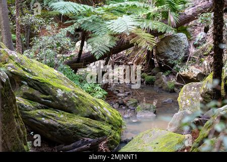 Une bande trouble au parc national de Carnarvon, dans le Queensland, en Australie Banque D'Images