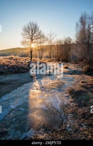 Lever du soleil à la réserve naturelle de Cleddon dans la vallée de Wye. Banque D'Images