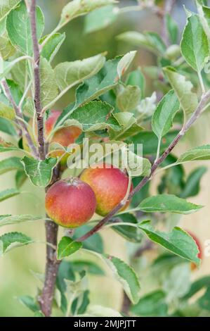 Pommes rouges sur un jeune arbre à pommes Cox's Orange Pippin en été. Banque D'Images