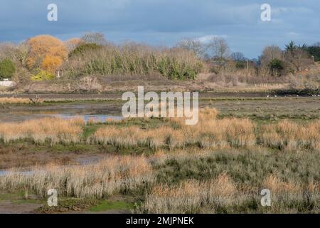 Vue sur l'habitat des marais salants dans la réserve naturelle de Southmoor, une partie du port de Langstone qui est un SSSI, Hampshire, Angleterre, Royaume-Uni Banque D'Images