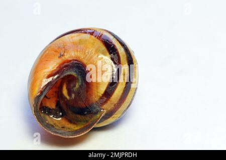 Vider les coques d'escargot sur un fond blanc. Banque D'Images