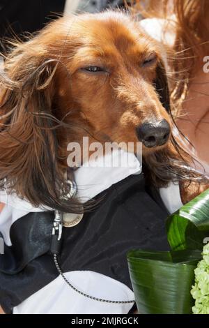 un dachshund aux cheveux longs habillé en costume Banque D'Images