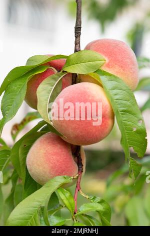 Pêches accrochées à la branche d'arbre de pêche Banque D'Images