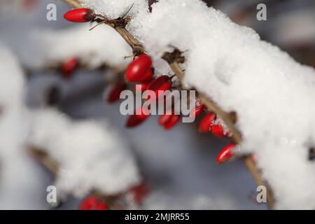 Berberis thunbergii. Baies sur la branche sous la neige Banque D'Images