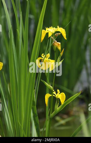 fleurs d'iris jaune sur le lac Banque D'Images