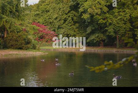 Canards mignons sur l'étang dans le parc Englischer Garten, Munich, Allemagne. Voyage d'été en Europe Banque D'Images