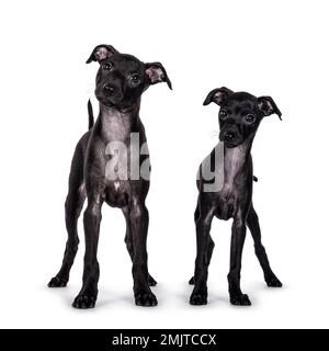 Mignon duo de 2 chiots italiens Greyhound aka Italian Sighthound, debout face à l'avant. En regardant à côté de l'appareil photo. Isolé sur un fond blanc. Banque D'Images