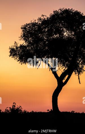 Silhouette d'acacia contre le ciel orangé-pourpre du coucher de soleil africain dans la savane africaine. Parc national de Hwange, Zimbabwe, Afrique Banque D'Images