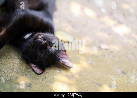 Chat noir couché à l'envers sur le sol. Chaton dormant Banque D'Images