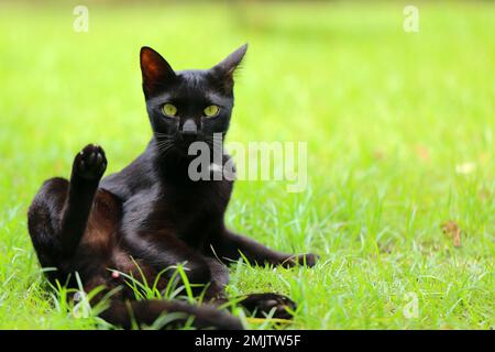 Le chat noir se nettoie dans une position étrange dans le champ d'herbe. portrait de chaton. Banque D'Images