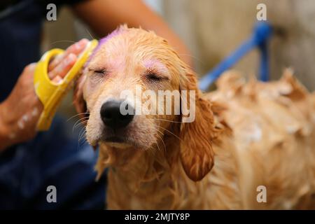 Le chiot Golden Retriever se baignant par son propriétaire. Nettoyage des chiens. Banque D'Images