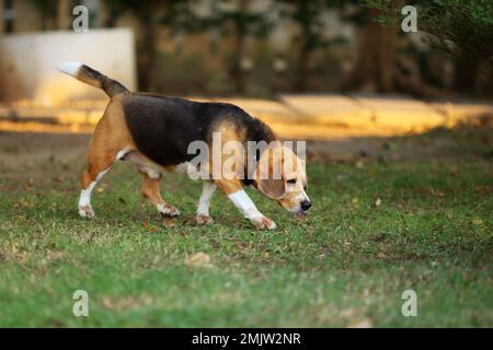 Beagle renifle le terrain et marche dans le parc. Chien libéré dans l'herbe. Banque D'Images