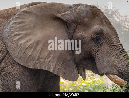Un éléphant d'Afrique avec sa grande oreille Banque D'Images
